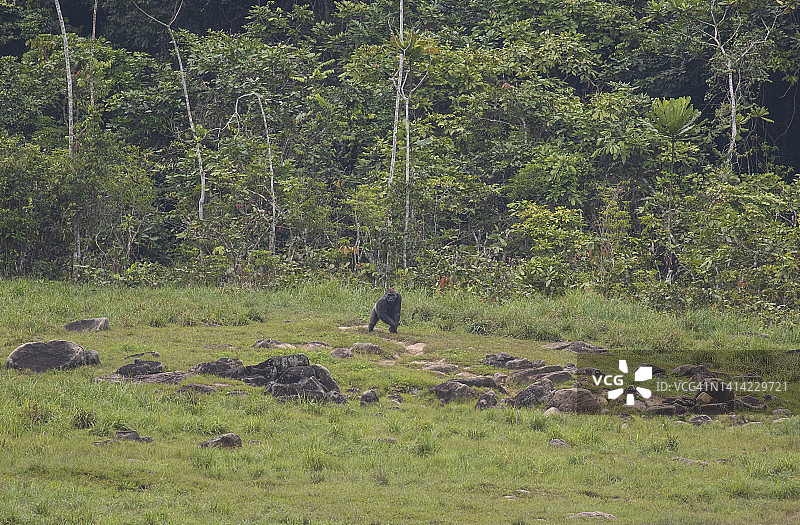 西部低地大猩猩图片素材