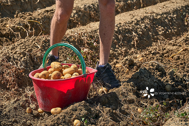 男人用手从地里收获土豆图片素材
