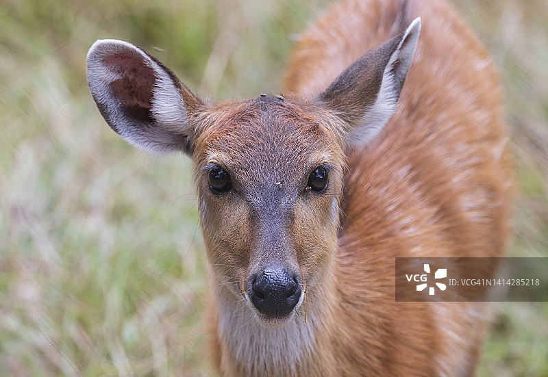 西塔通加羚羊图片素材