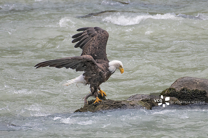 白头鹰捕获鲑鱼图片素材
