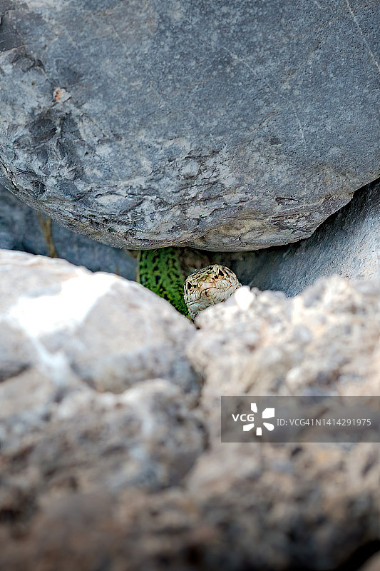 巴利阿里群岛皮提乌萨斯蜥蜴图片素材