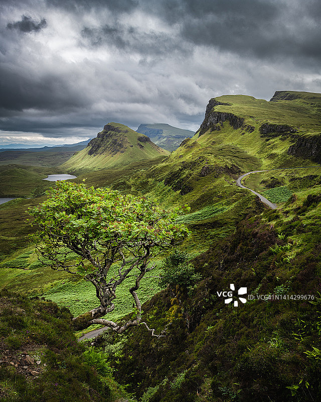 奎雷因花楸树图片素材