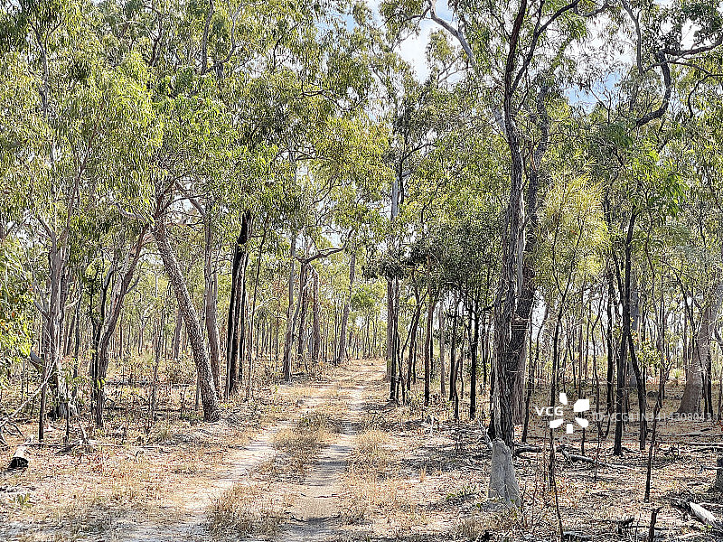 通往澳大利亚丛林大火地区的足迹图片素材