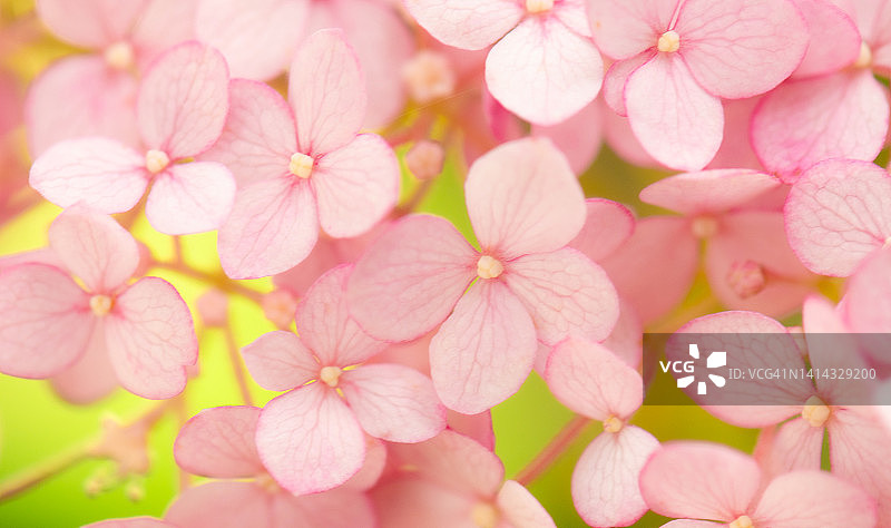 粉色绣球花图片素材