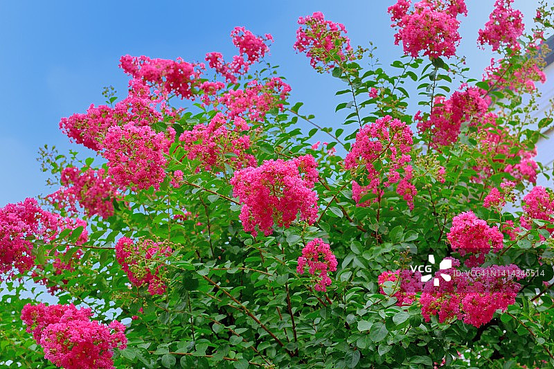 紫薇花图片素材