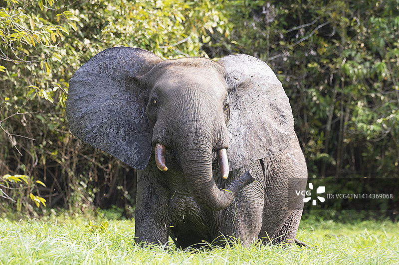 森林中的大象图片素材