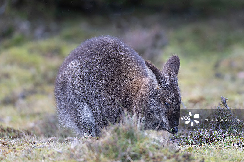 在野外吃东西的小红颈沙袋鼠图片素材