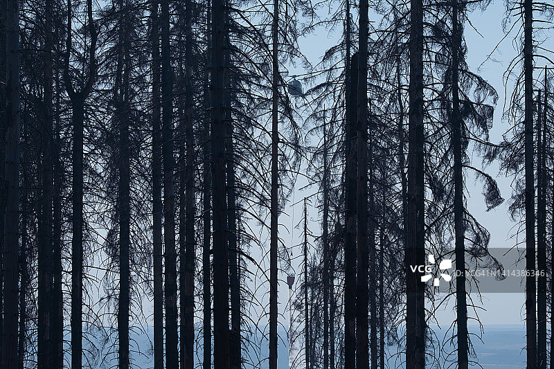 德国哈尔茨山布罗肯希尔克森林火灾图片素材