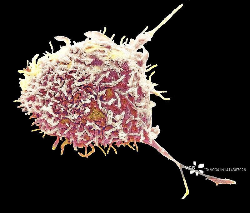 间充质干细胞扫描电镜图图片素材