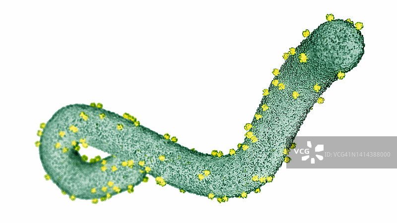 马尔堡病毒，图示图片素材