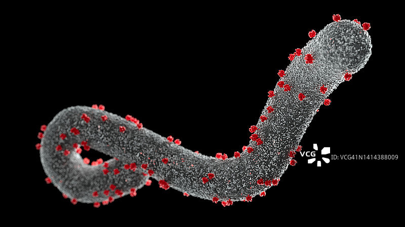 马尔堡病毒，图示图片素材