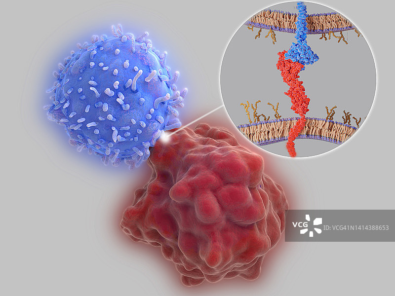免疫检查点插画图片素材