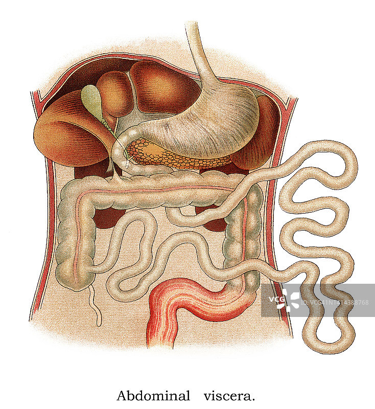 人体腹部内脏的古老彩色石印插画图片素材