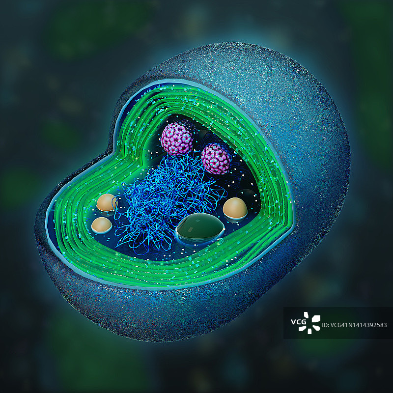 聚球藻横截面图示图片素材