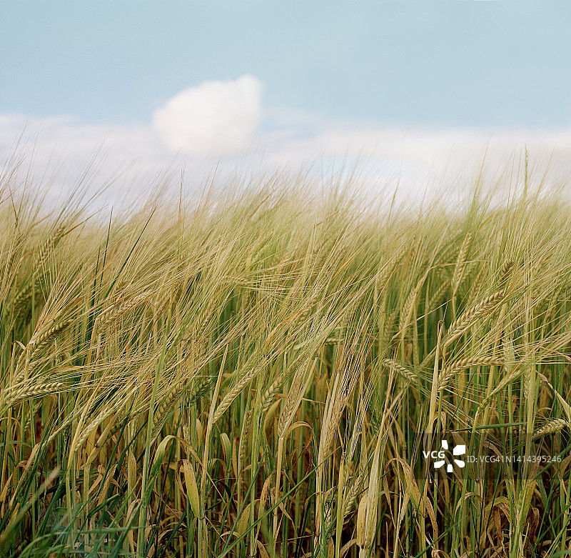 玉米地与大麦图片素材