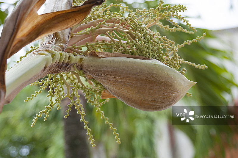 亚历山德拉棕榈（Archontophoenix alexandrae），花序图片素材