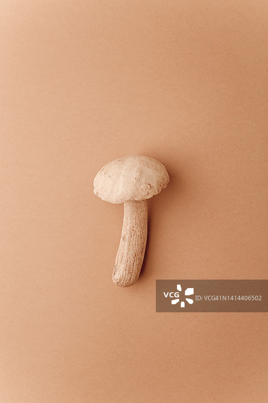 纯色背景上的人工蘑菇图片素材
