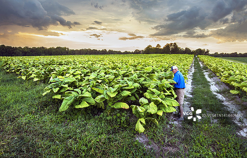 北卡罗来纳州的烟草种植园和烟农图片素材