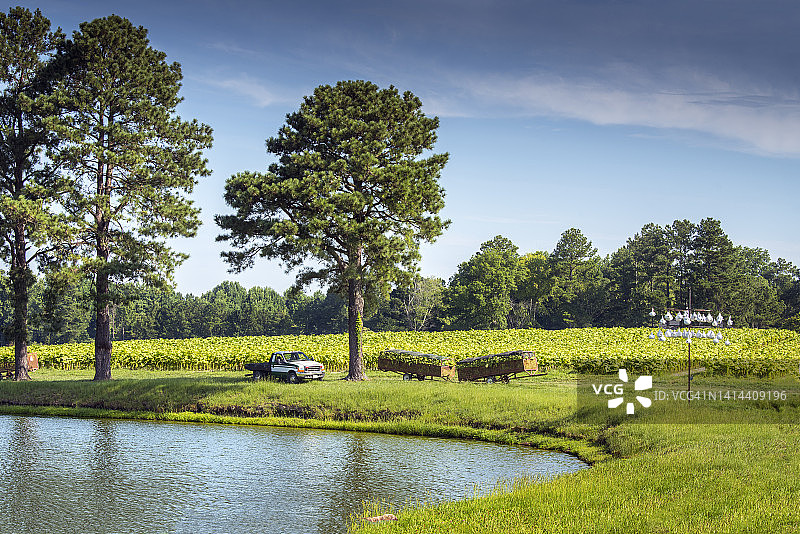 北卡罗来纳州的烟草农场图片素材