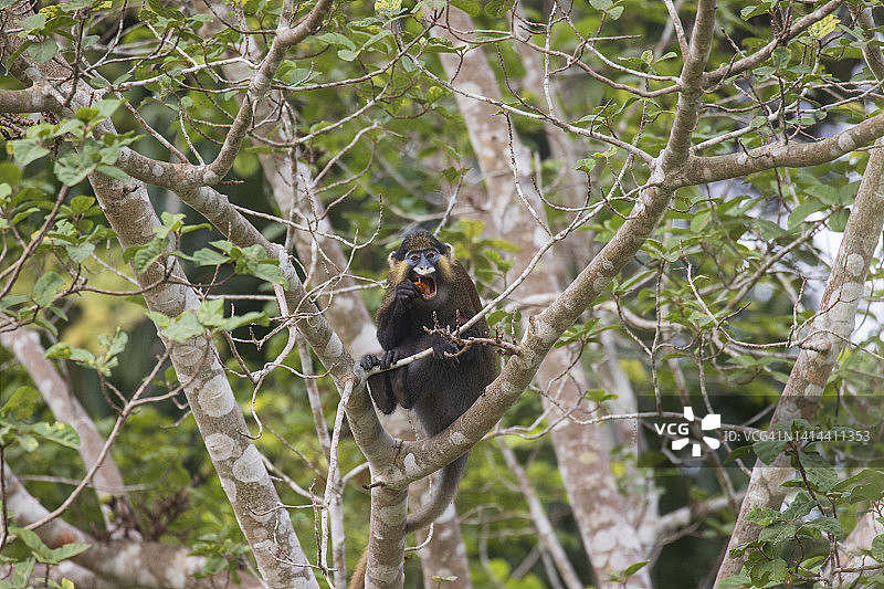洛佩国家公园的须弥猴图片素材