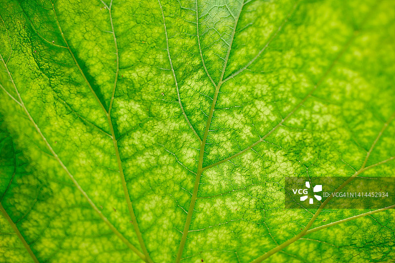 绿色叶子特写图片素材