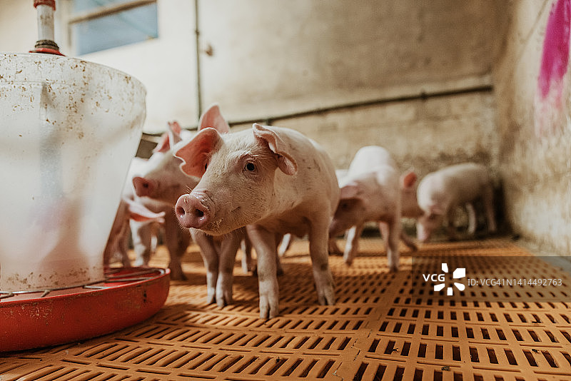 在有机农场的猪圈里，猪宝宝吃着工厂设备里的食物图片素材