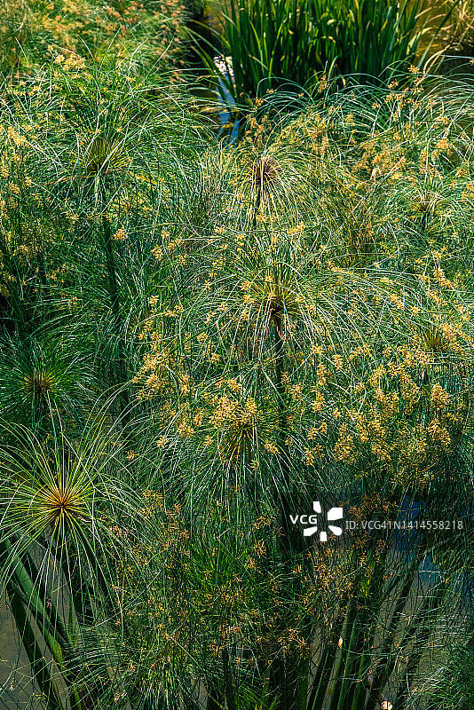 水生植物园中的纸莎草图片素材