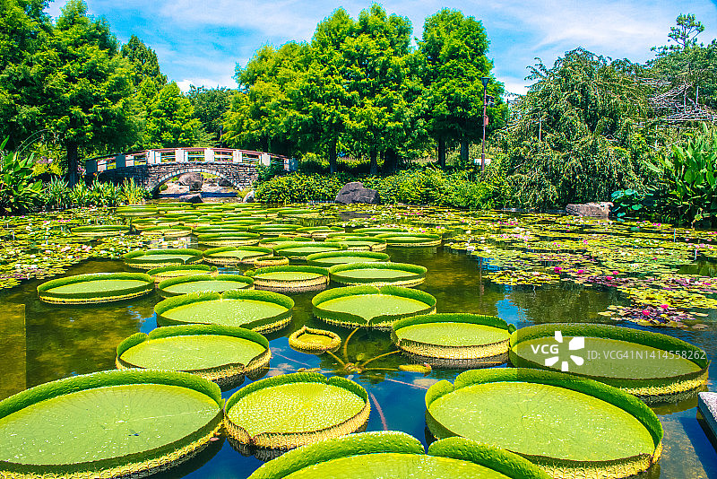 植物园中的圣克鲁斯王莲图片素材