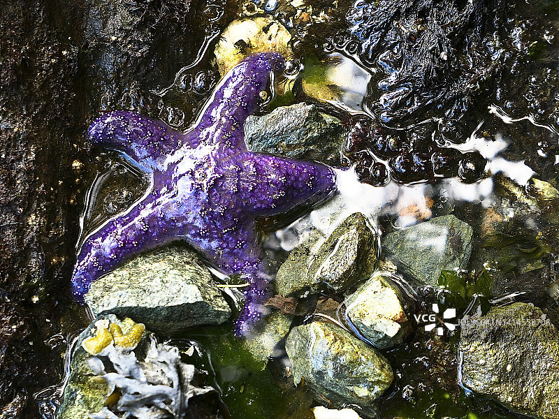 潮汐池中的紫色海星图片素材