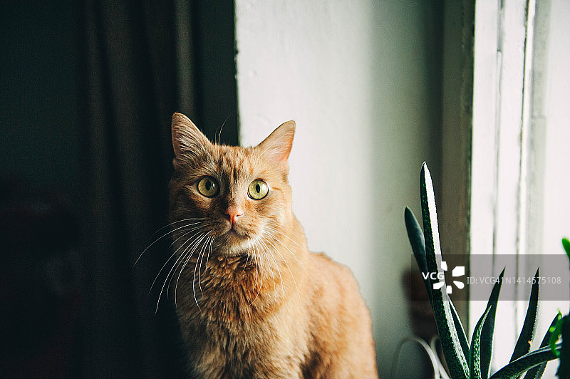 窗户背景前的红色猫咪图片素材