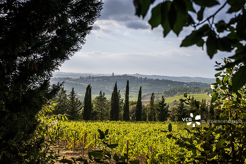意大利托斯卡纳比萨省佩乔利葡萄园图片素材