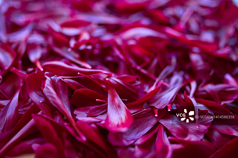 花瓣背景图片素材