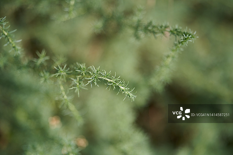 扫帚菜图片素材