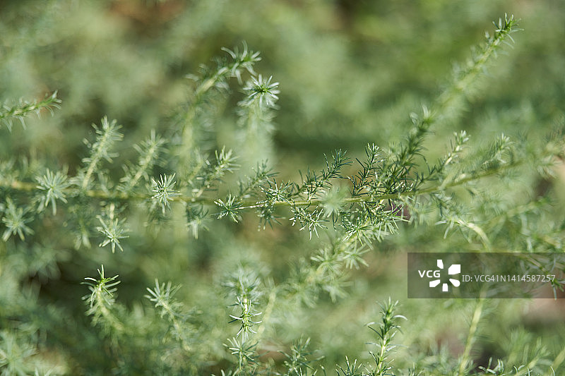 扫帚菜图片素材