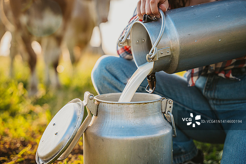 年轻女人蹲在田里将生牛奶倒入容器中图片素材