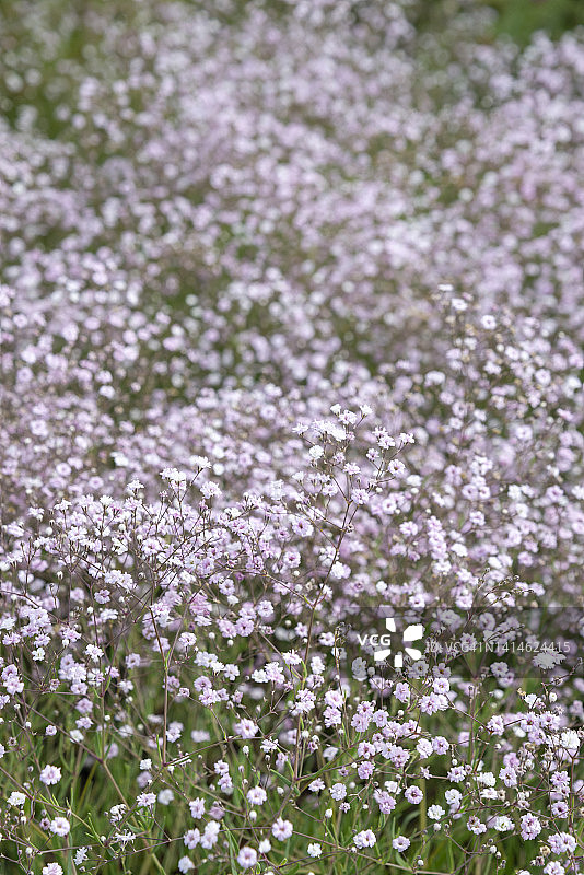 满天星图片素材