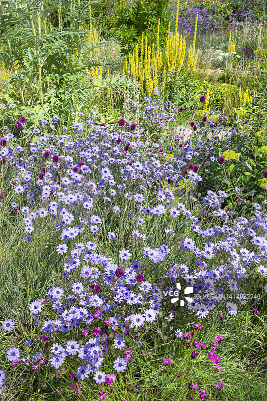 英国花园中的蓝亚麻图片素材