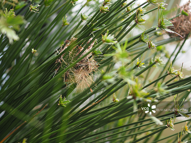 狭叶香蒲的绿叶草图片素材