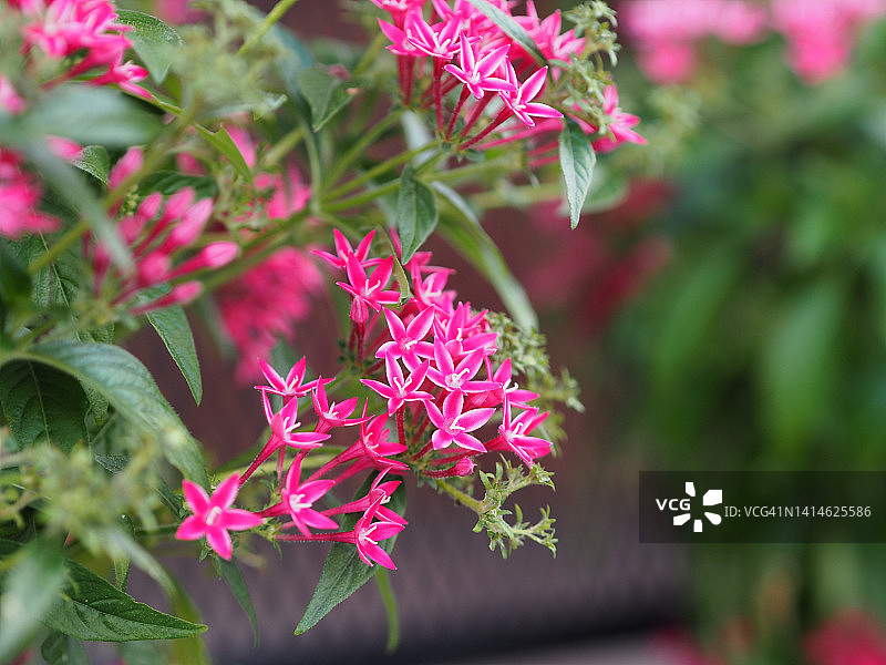 五星花粉色花朵图片素材