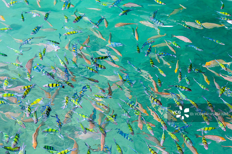 生活在岩石和浅水珊瑚中的浅水珊瑚鱼，位于赤道温暖水域，深度不超过15米，因此只能沿海和一般水下岩堆看到图片素材