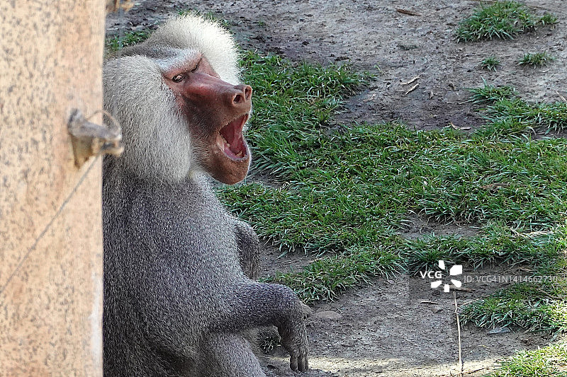 狒狒坐下时尖叫图片素材