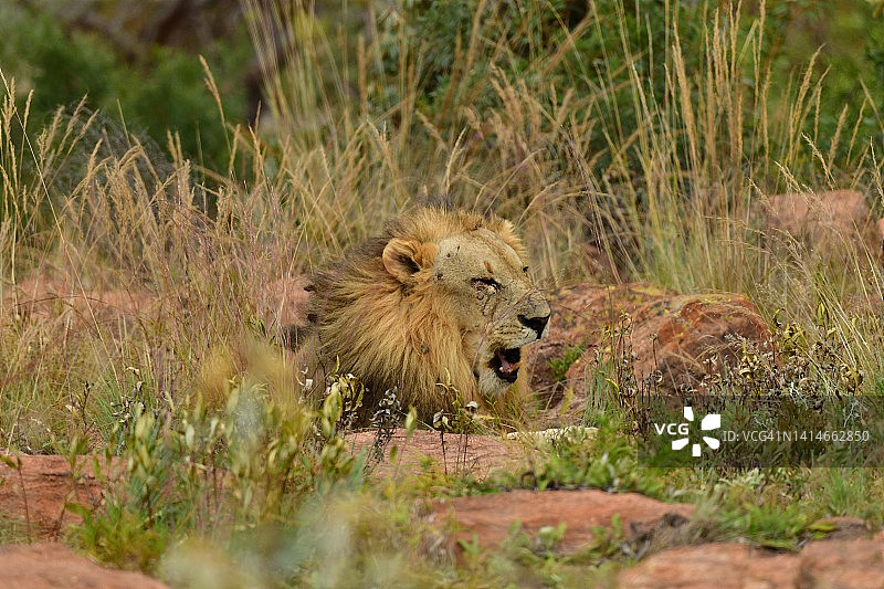 野生雄狮摄影之旅图片素材