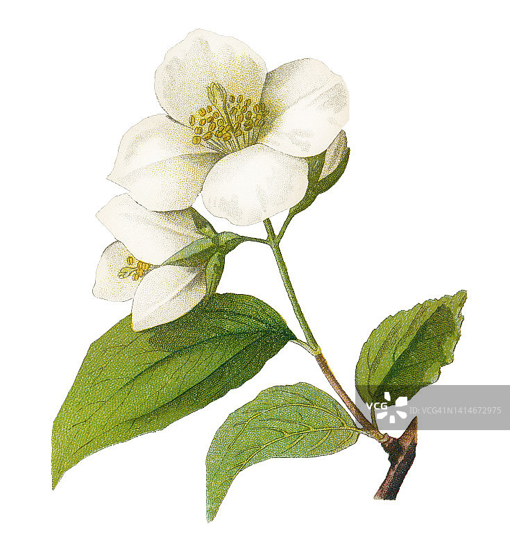 老式彩印植物学插图： mock-orange图片素材