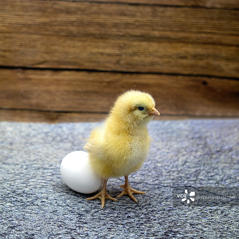 先有鸡还是先有蛋？图片素材