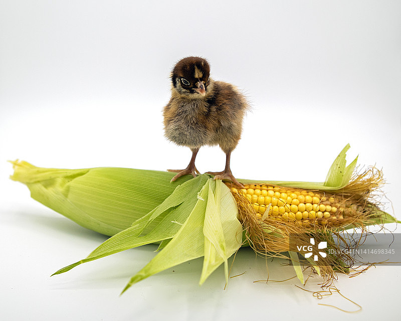玉米芯上的小鸡图片素材
