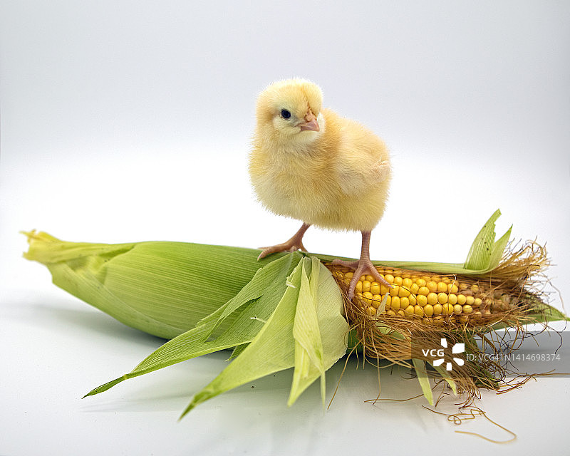 玉米芯上的小鸡图片素材