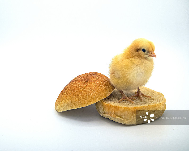 鸡肉三明治与小鸡图片素材