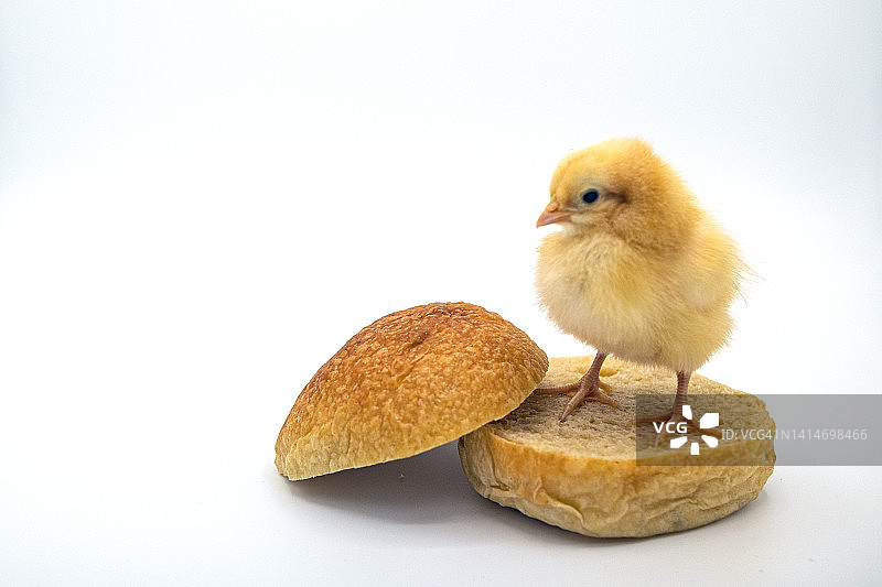鸡肉三明治与小鸡图片素材