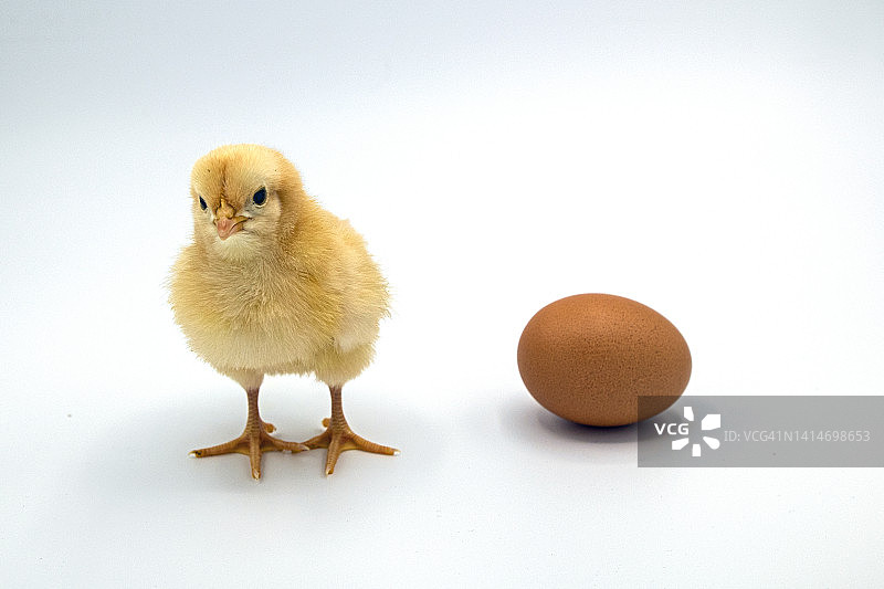 先有鸡还是先有蛋？图片素材