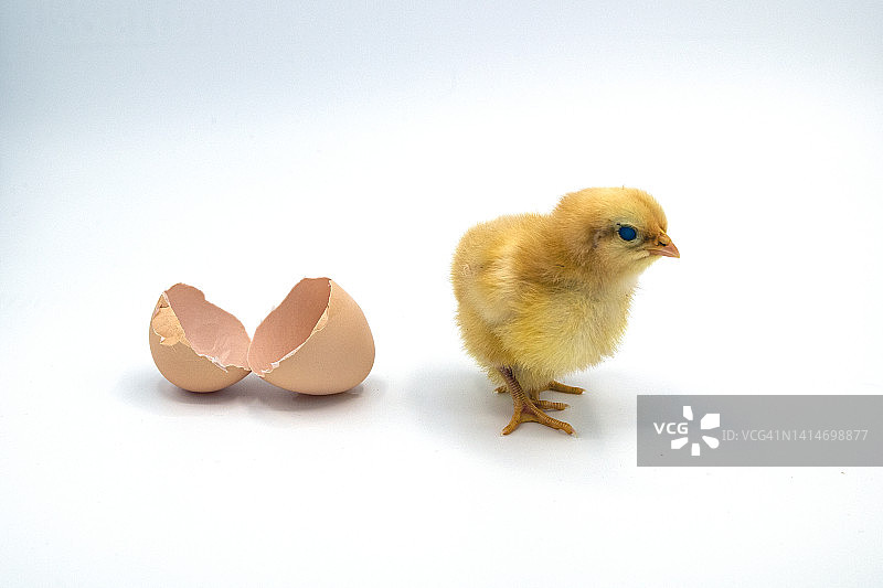 带破蛋壳的小鸡图片素材